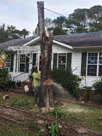 TREE REMOVAL