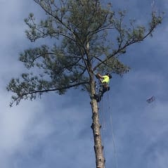 Arbor-X-Tree-Service-www.arborx.com-Trimming-in-Wilmington-NC