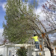 ArborX Tree Bucket